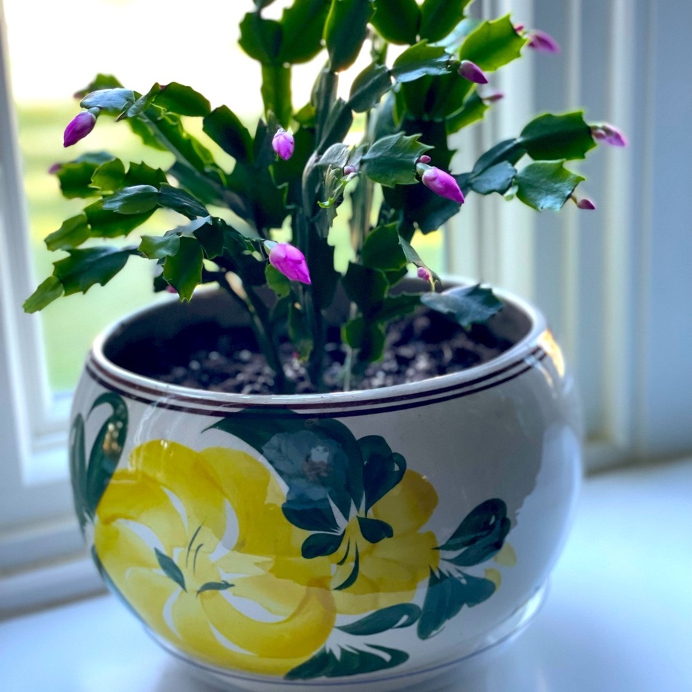 Meet your Posher, Jenni.